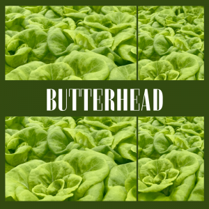 Butterhead Lettuce