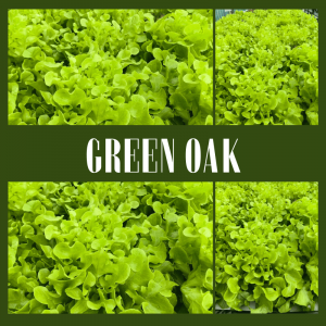 Green Oak Lettuce