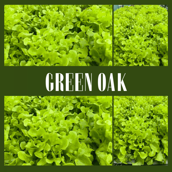 Green Oak Lettuce