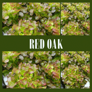 Red Oak