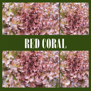 Red Coral Lettuce