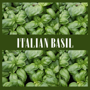 Italian Basil