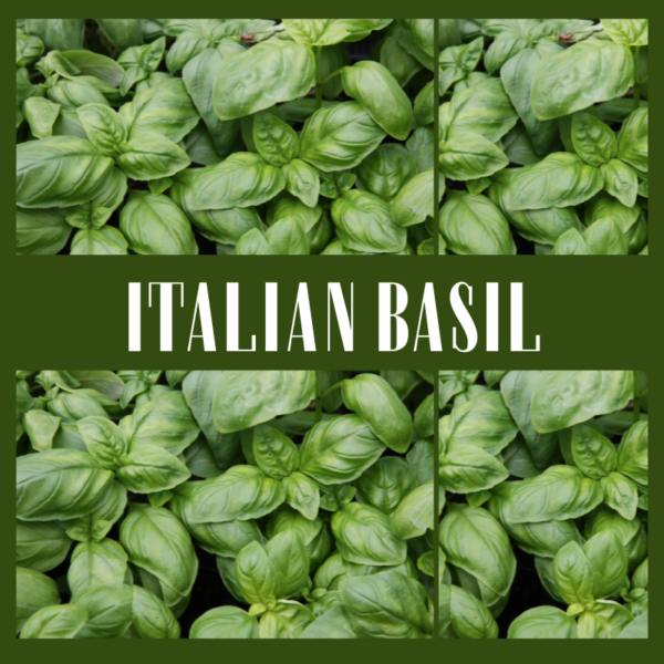 Italian Basil