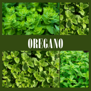 fresh oregano