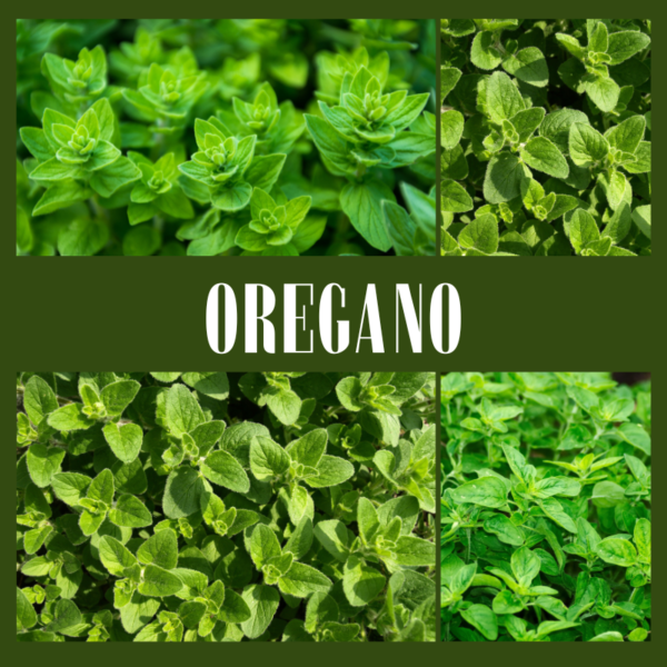 fresh oregano