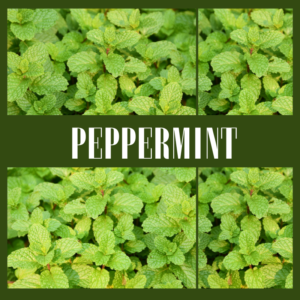 Fresh Peppermint